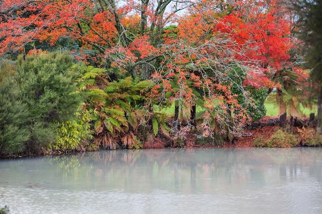 秋の公園の美しい色とりどりの木