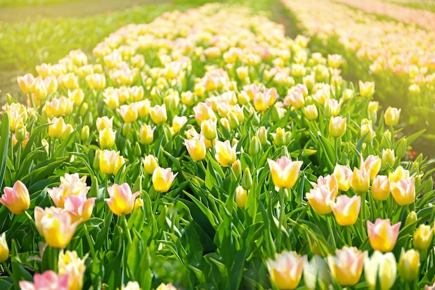 Beautiful colorful tulip fields