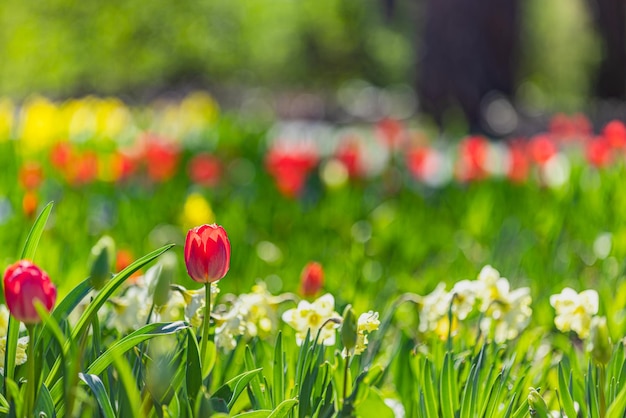 美しいカラフルなチューリップには、春の公園の日当たりの良い背景がぼやけています。鮮やかな花のクローズ アップ愛のロマンス