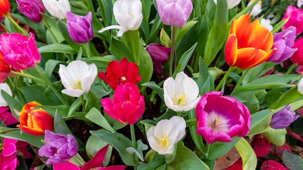 Bei tulipani variopinti in natura del giardino in primavera, bella natura.