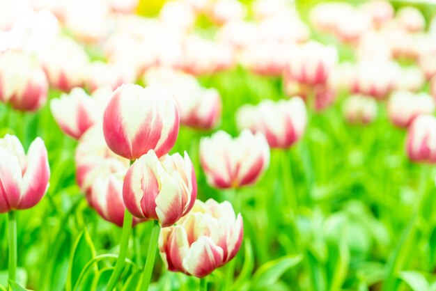 Beautiful and colorful tulips in the garden