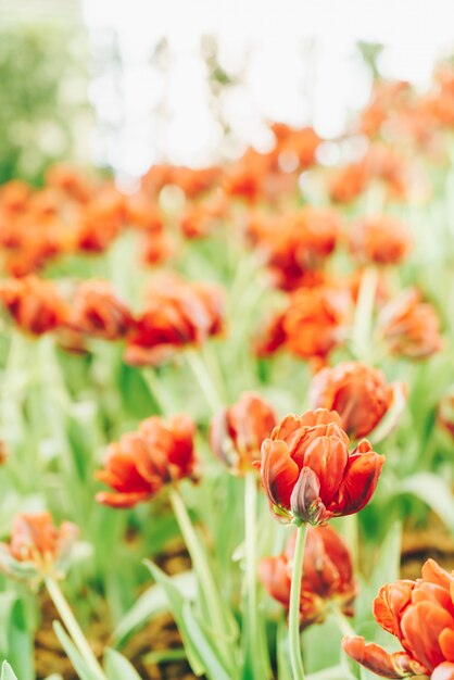 Beautiful and colorful tulips in the garden