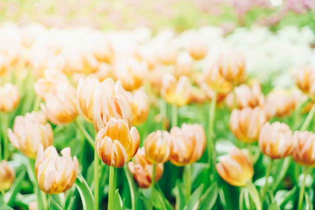 Beautiful and colorful tulips in the garden