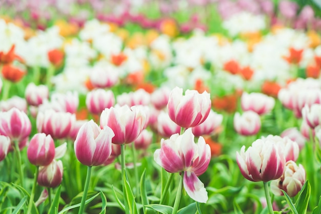 Beautiful and colorful tulips in the garden