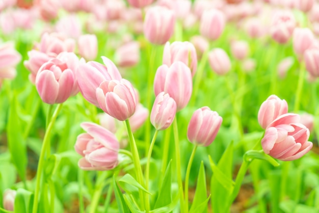 Beautiful and colorful tulips in the garden