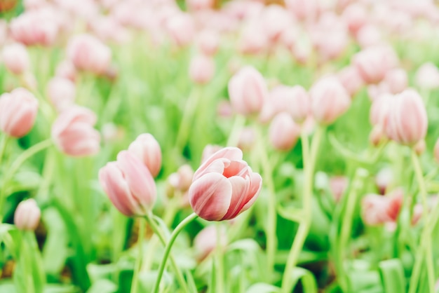 Beautiful and colorful tulips in the garden