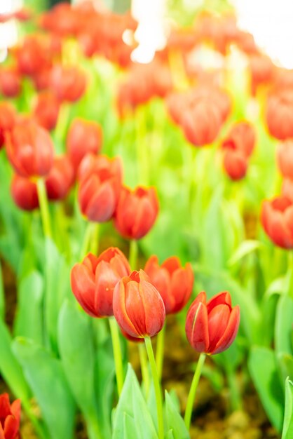 Beautiful and colorful tulips in the garden