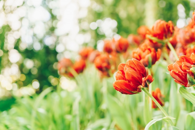 Beautiful and colorful tulips in the garden