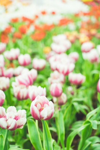 Beautiful and colorful tulips in the garden