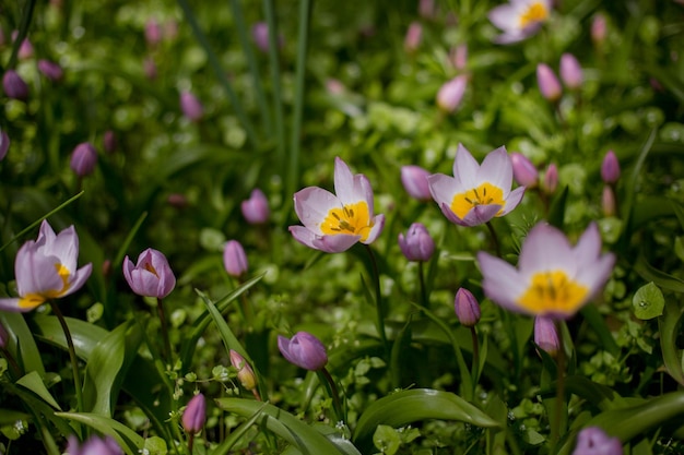 Красивые красочные тюльпаны Tulipa saxatilis на клумбе Летнее поле цветов Садоводство и флористика Выборочный фокус