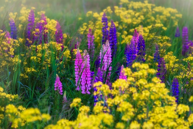 夕方の夏のフィールドでルピナスの美しくカラフルな野生の花