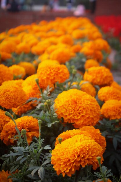 Photo beautiful_colorful yellow and red marigold_flower