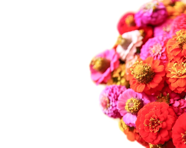 Beautiful colorful zinnia flowers.