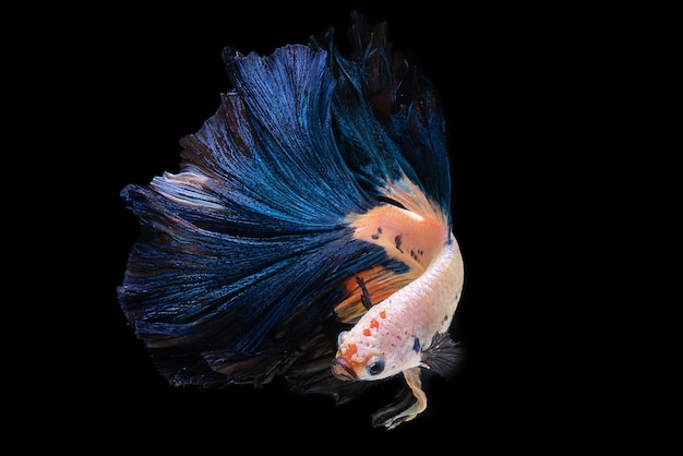 Красивые цвета "Halfmoon Betta" запечатлели трогательный момент красивой рыбы сиам бетта в Таиланде на черном фоне.