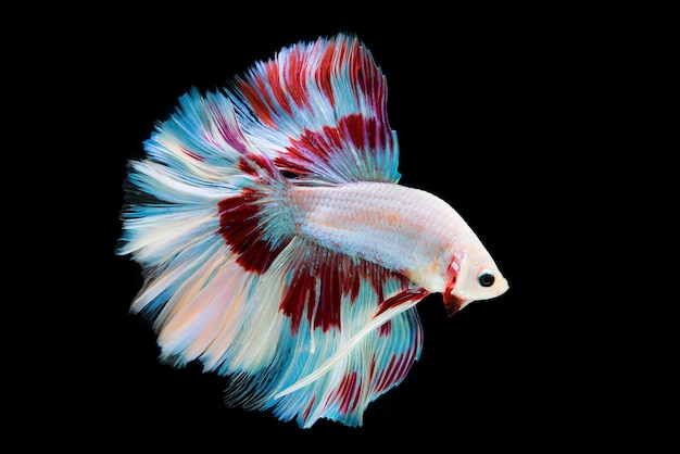 Красивые цвета "Halfmoon Betta" запечатлели трогательный момент красивой рыбы сиам бетта в Таиланде на черном фоне.