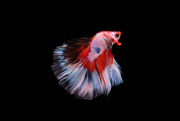 Красивые цвета "Halfmoon Betta" запечатлели трогательный момент красивой рыбы сиам бетта в Таиланде на черном фоне.