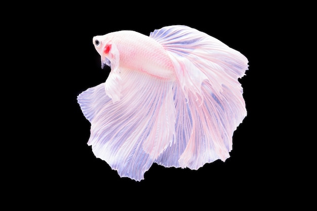 Красивые цвета "Halfmoon Betta" запечатлели трогательный момент красивой рыбы сиам бетта в Таиланде на черном фоне.