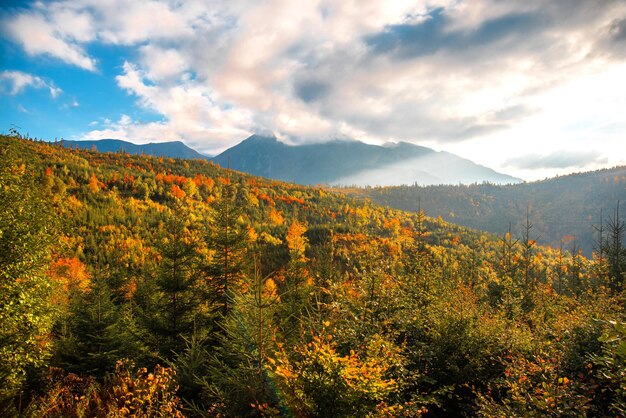 秋には美しい色の木々。山を背景にしたカラフルな森。スロバキアの自然