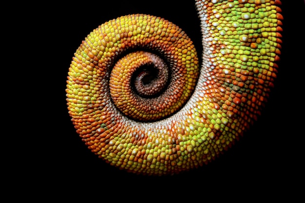 Beautiful coloured chameleon tail