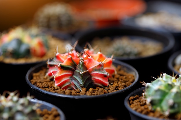 Красивый красочный цветок кактуса Gymnocalycium mihanovichii