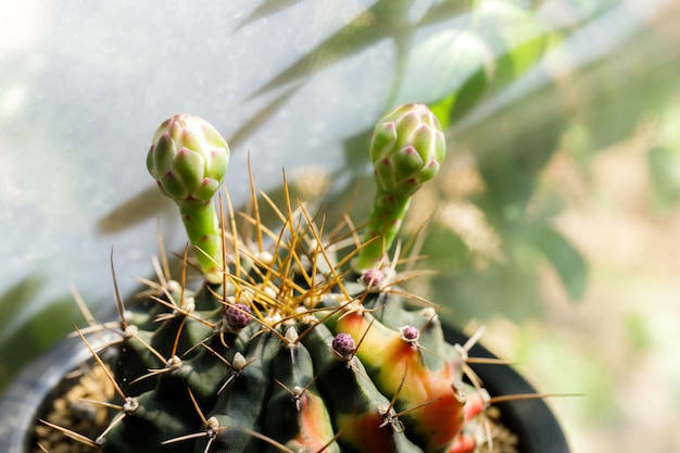 Photo beautiful colourful cactus gymnocalycium mihanovichii