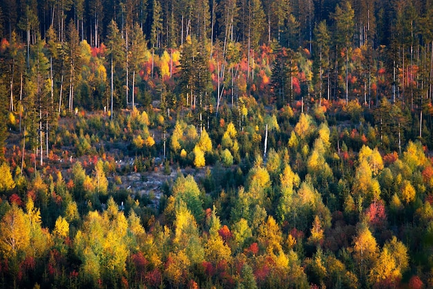 秋のスロバキアの自然の美しいカラフルな森