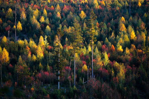 Beautiful colourful forest in autumn Slovakia nature