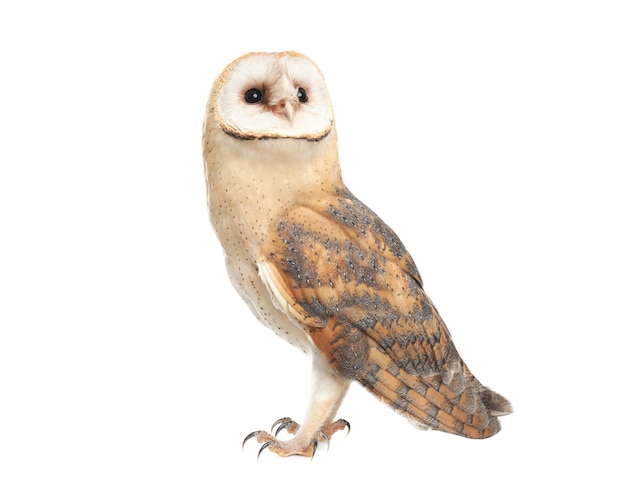 Beautiful common barn owl on white background