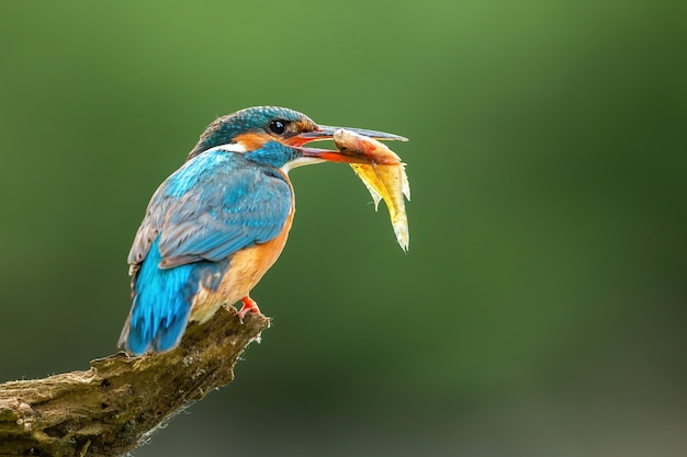 Beautiful common kingfisher with colorful feathers holding a fish