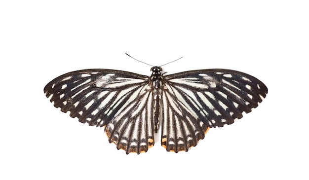 Photo a beautiful common mime butterfly papilio clytia on a white background top view closeup