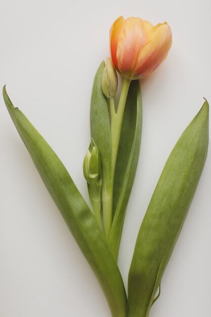 Beautiful composition of spring flower Yellow tulip on white background Valentine39s Day Easter Birthday Happy Women39s Day Mother39s Day Flat lay top view copy space