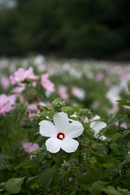 The beautiful Confederate rose