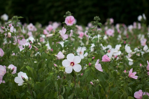 The beautiful Confederate rose