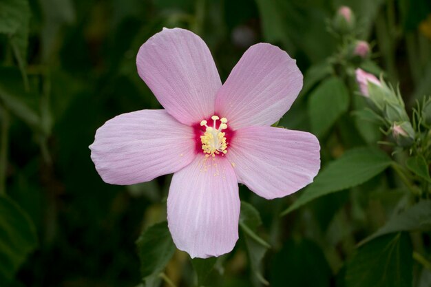 The beautiful Confederate rose