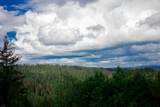 Beautiful coniferous forest Tatra National Park landscape