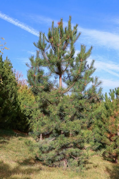 Beautiful coniferous pine tree in nature