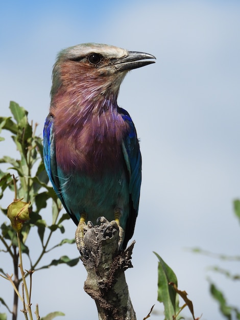 Красивая птица Coracias