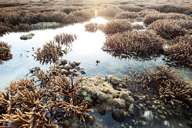 Photo beautiful coral reef during low tide water in the sea at phuket island