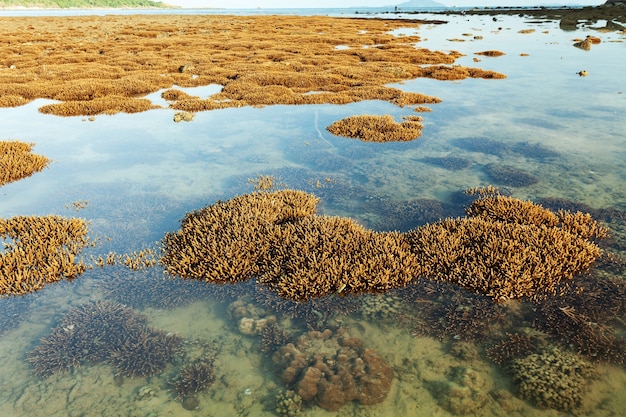 Красивый коралловый риф во время отлива воды в море на острове Пхукет