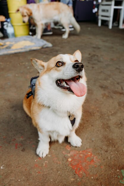 A beautiful Corgi dog. Happy pet, portrait of a golden corgi