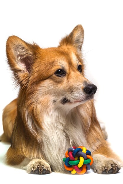 Beautiful corgi fluffy close up portrait on a white background