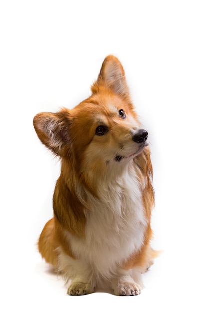 Beautiful corgi fluffy close up portrait on a white background