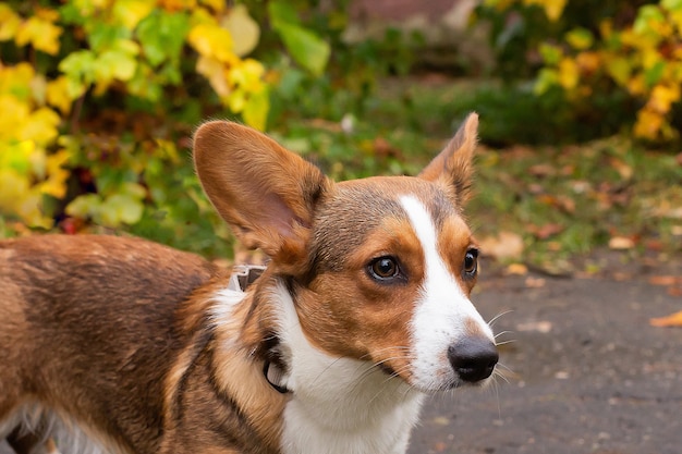 The beautiful corgis on the street in autumn