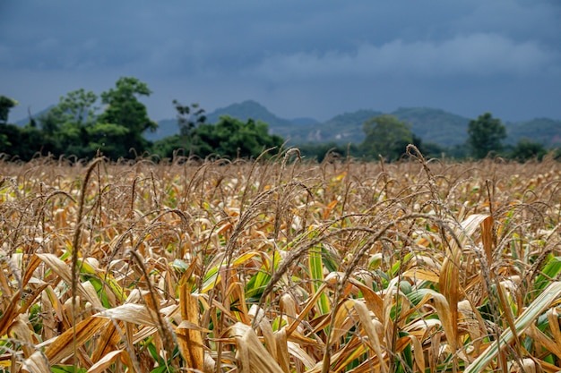 Beautiful corn field.