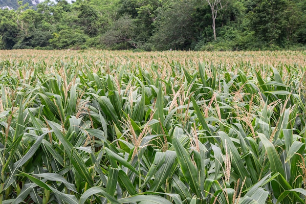 Bel campo di grano.