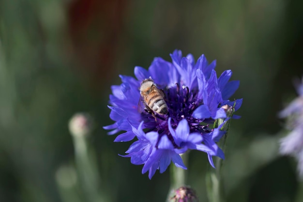 beautiful cornflower in the Field