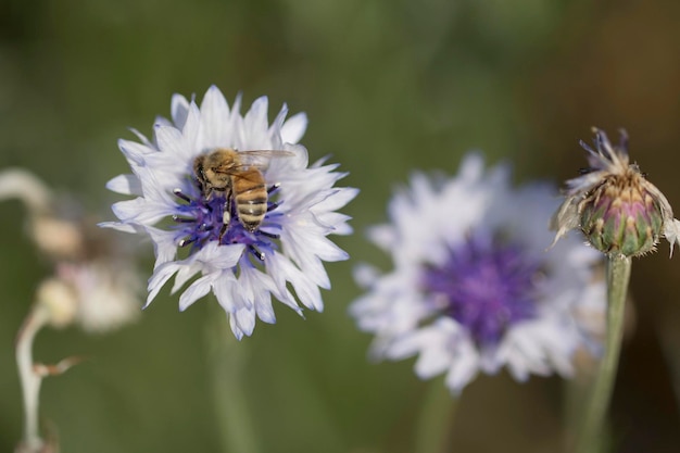 beautiful cornflower in the Field