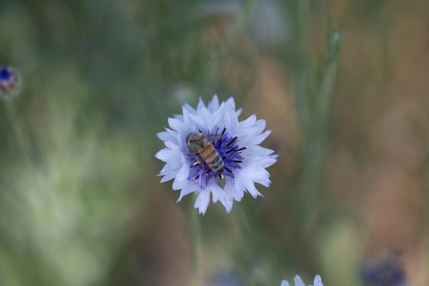 Bellissimo fiordaliso nel campo