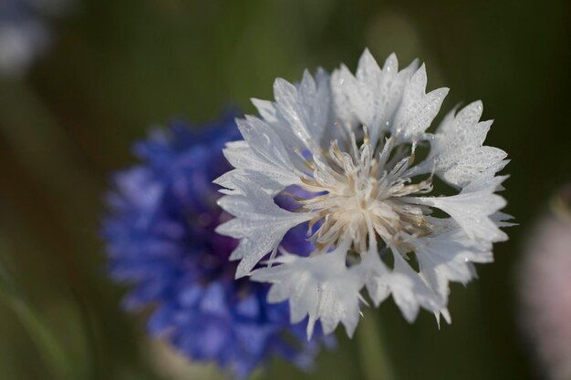 beautiful cornflower in the Field