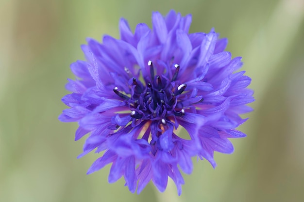 Bellissimo fiordaliso nel campo